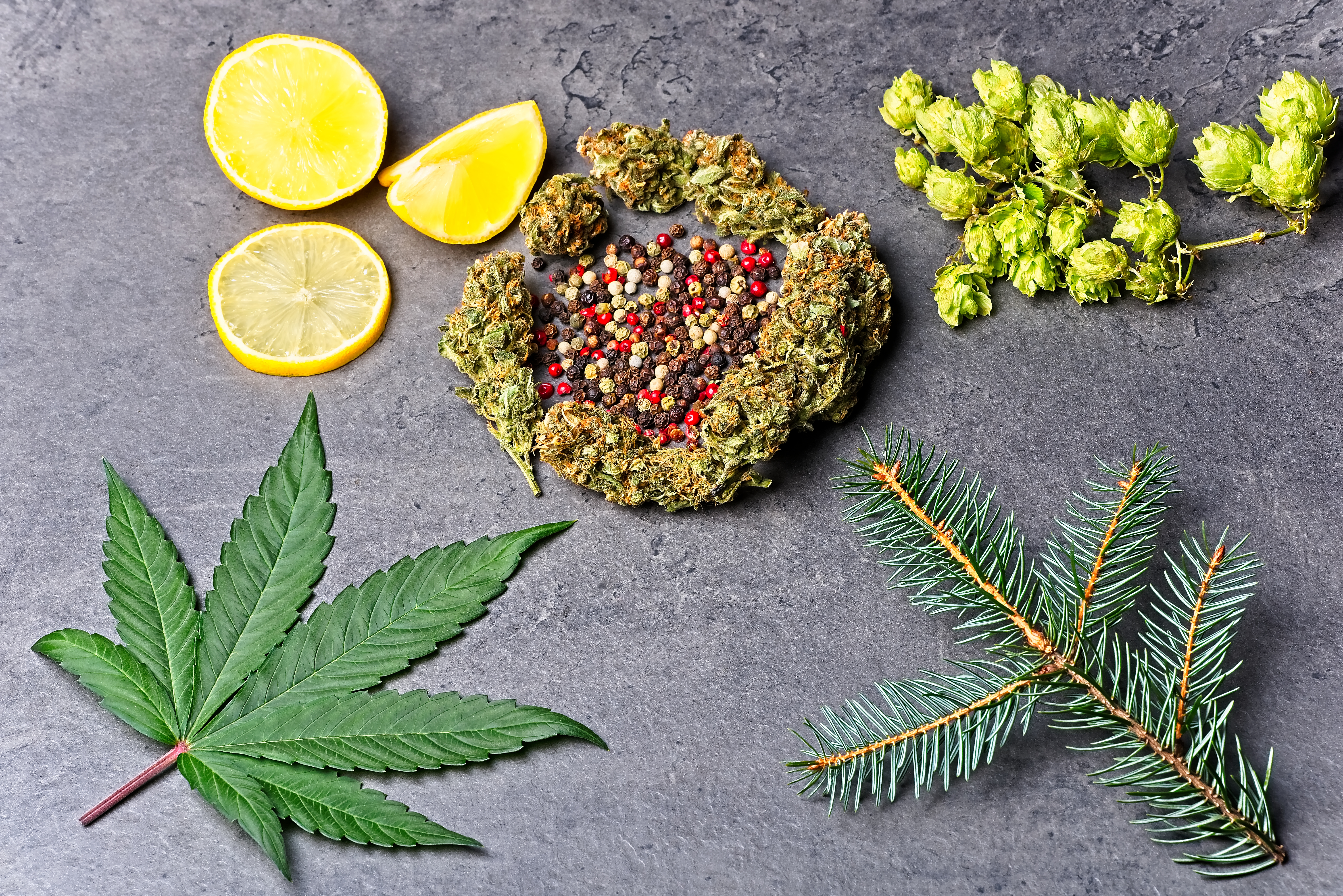 Terpeny a CBD